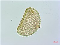 杯狀蓋骨碎補藏品圖，第1張