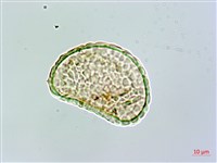 杯狀蓋骨碎補藏品圖，第2張