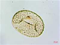 杯狀蓋骨碎補藏品圖，第3張