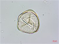 鬼桫欏藏品圖，第2張