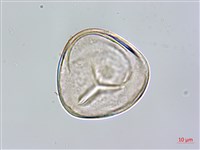 鬼桫欏藏品圖，第3張