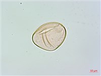 登錄號:P017305藏品圖，第1張