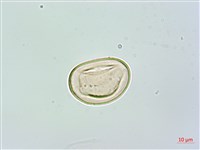 登錄號:P017305藏品圖，第3張