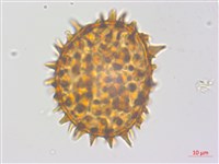 冷蕨藏品圖，第2張