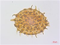 冷蕨藏品圖，第3張