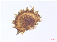 玉山擬鱗毛蕨藏品圖，第2張