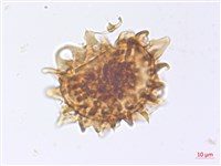 玉山擬鱗毛蕨藏品圖，第3張