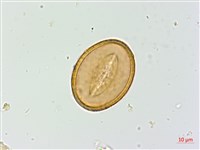 假軸果蹄蓋蕨、毛軸蹄蓋蕨藏品圖，第3張