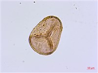 毛葉鐵線蕨藏品圖，第1張