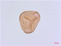 毛葉鐵線蕨藏品圖，第3張