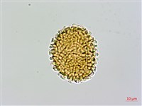 台灣亮毛蕨藏品圖，第1張