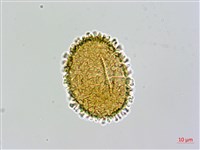 台灣亮毛蕨藏品圖，第2張