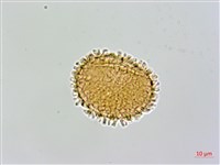 台灣亮毛蕨藏品圖，第3張