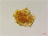 屏東三叉蕨藏品圖，第1張