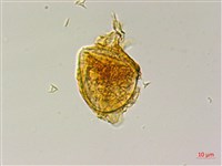 屏東三叉蕨藏品圖，第2張