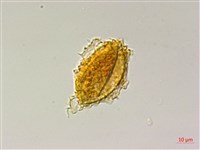 屏東三叉蕨藏品圖，第3張