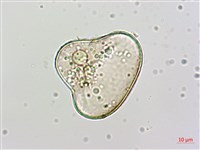 團羽鱗蓋蕨藏品圖，第1張