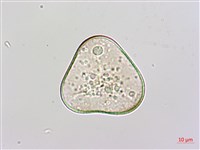 團羽鱗蓋蕨藏品圖，第2張