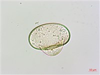 團羽鱗蓋蕨藏品圖，第3張