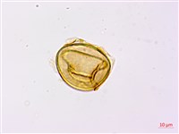 烏毛蕨藏品圖，第3張