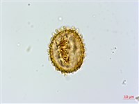 假蹄蓋蕨藏品圖，第1張