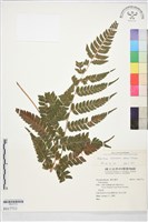 二尖耳蕨藏品圖，第1張