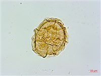 登錄號:P017792藏品圖，第1張