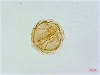 登錄號:P017792藏品圖，第3張