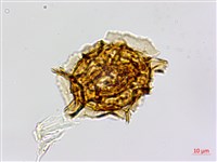 剪葉鐵角蕨藏品圖，第1張