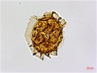 剪葉鐵角蕨藏品圖，第2張