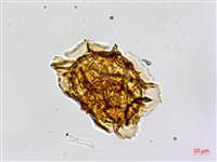 剪葉鐵角蕨藏品圖，第3張