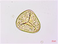 臺灣桫欏藏品圖，第3張