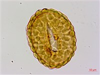 細裂小膜蓋蕨藏品圖，第2張