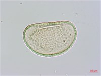 長葉陰石蕨藏品圖，第1張