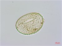 長葉陰石蕨藏品圖，第2張