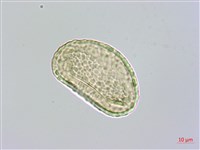 長葉陰石蕨藏品圖，第3張