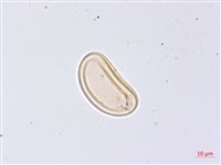 膜邊軸鱗蕨藏品圖，第1張