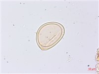 膜邊軸鱗蕨藏品圖，第2張