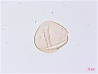 膜邊軸鱗蕨藏品圖，第3張