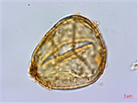 巒大蕨藏品圖，第1張