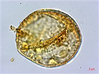 巒大蕨藏品圖，第2張