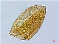 巒大蕨藏品圖，第3張