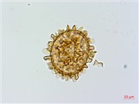 假蹄蓋蕨藏品圖，第1張