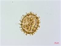 假蹄蓋蕨藏品圖，第2張