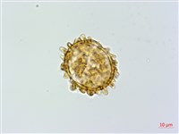 假蹄蓋蕨藏品圖，第3張