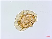 大葉貞蕨藏品圖，第2張