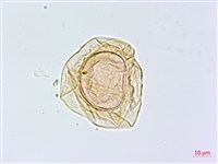 大葉貞蕨藏品圖，第3張