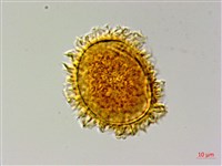 陰地三叉蕨藏品圖，第2張