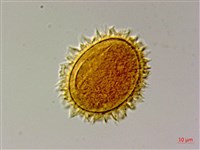 陰地三叉蕨藏品圖，第3張