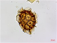 剪葉鐵角蕨藏品圖，第1張